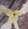 Matthiola fruticulosa ? 1 de 5