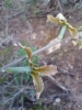 Matthiola fruticulosa ? 2 de 5