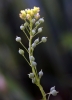 Neslia paniculata (L.) Desv. subsp. thracica (Velen.) Bornm.