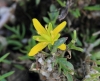 Sisymbrella aspera (L.) Spach