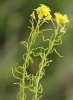 Sisymbrium crassifolium Cav.