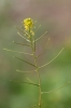 Sisymbrium erysimoides Desf.