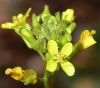 Sisymbrium macroloma Pomel