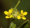 Sisymbrium officinale (L.) Scop.