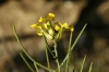 Sisymbrium erysimoides ?