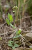 Thlaspi perfoliatum ? 1/2