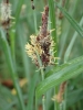 Carex flacca Schreb.