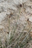 Schoenus nigricans L.