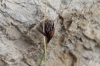 Schoenus nigricans L.