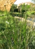 Scirpoides holoschoenus (L.) Sojk