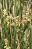 Scirpoides holoschoenus (L.) Sojk