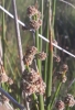 Scirpoides holoschoenus (L.) Sojk