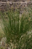 Scirpoides holoschoenus (L.) Sojk