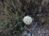 Cephalaria leucantha ?