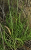 Cephalaria leucantha (L.) Roemer & Schultes