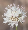 Cephalaria leucantha (L.) Roemer & Schultes