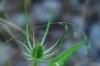 Dipsacus fullonum L.