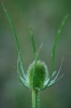 Dipsacus fullonum L.