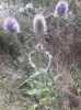 Dipsacus fullonum L.