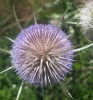 Dipsacus fullonum L.