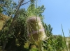 Dipsacus fullonum L.