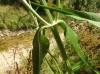 Dipsacus fullonum L.