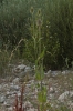 Dipsacus fullonum L.