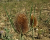 Dipsacus fullonum L.