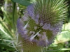 Dipsacus fullonum L.