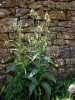 Dipsacus fullonum L.