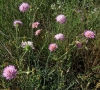 Knautia collina 1/5 (a confirmar)