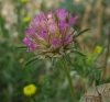 Lomelosia stellata (L.) Raf.