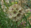 Lomelosia stellata (L.) Raf.