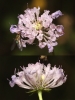 Scabiosa columbaria ? 2/4