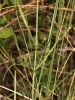 Scabiosa columbaria ? 4/4