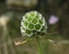 Scabiosa columbaria 1/3 (a confirmar)