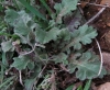 Scabiosa columbaria 1/3 (a confirmar)