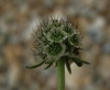 Scabiosa columbaria 2/2 (a confirmar)