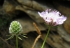 Scabiosa columbaria 2/3 (a confirmar)