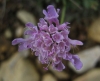 Scabiosa columbaria 2/3 (a confirmar)