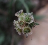 Scabiosa columbaria 3/3 (a confirmar)