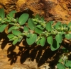 Chamaesyce prostrata (Aiton) Small