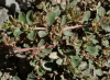 Chamaesyce prostrata ?