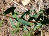 Euphorbia flavicoma ? 1/2