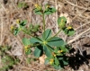 Euphorbia flavicoma ? 2/2