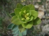 Euphorbia nicaeensis subsp. nicaeensis ? 1/2