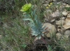 Euphorbia nicaeensis subsp. nicaeensis ? 2/2