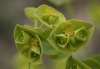 Euphorbia segetalis L.
