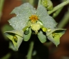 Euphorbia segetalis L.
