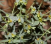 Euphorbia segetalis L.